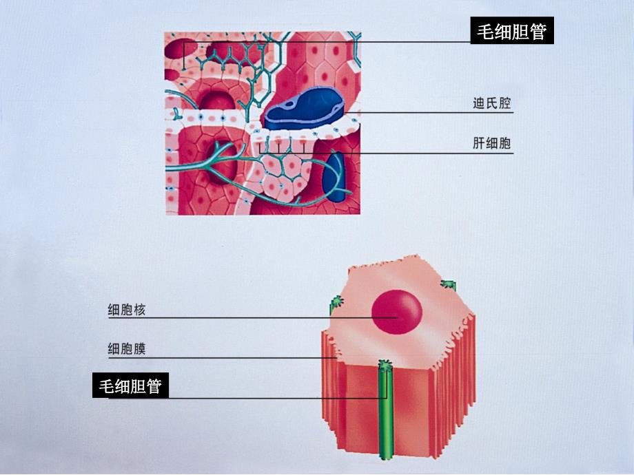 胆汁淤积性肝病的发生机制及治疗进展课件_第4页