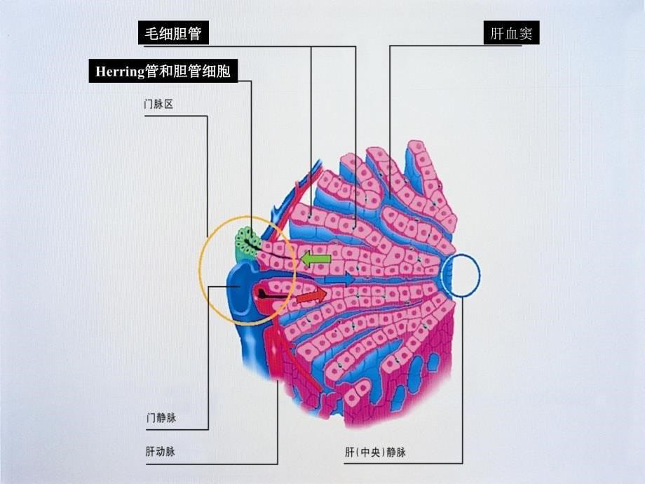 胆汁淤积性肝病的发生机制及治疗进展课件_第5页