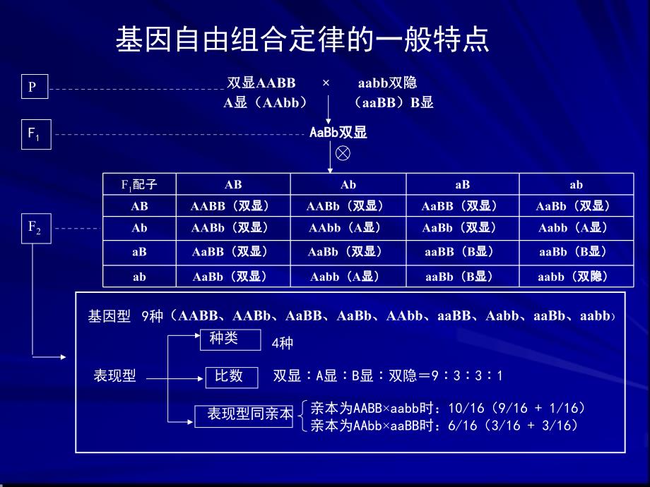 专题五遗传的基本规律课件_第3页