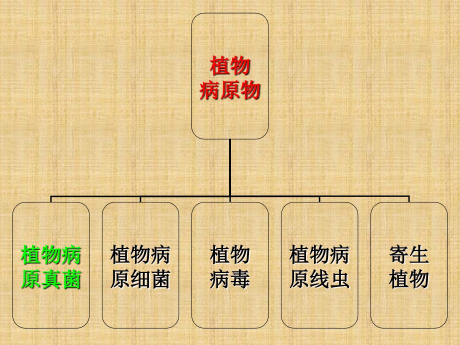 植物病原细菌_第1页