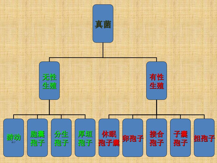 植物病原细菌_第3页