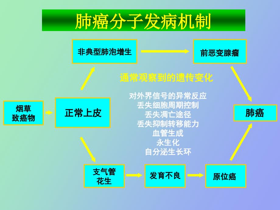 肺癌的基因治疗_第3页