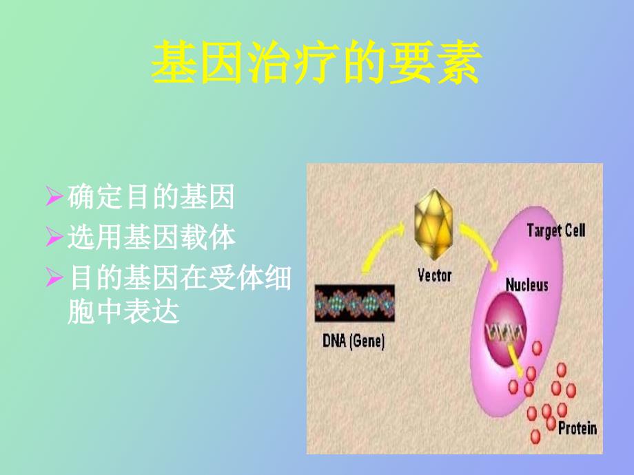 肺癌的基因治疗_第4页