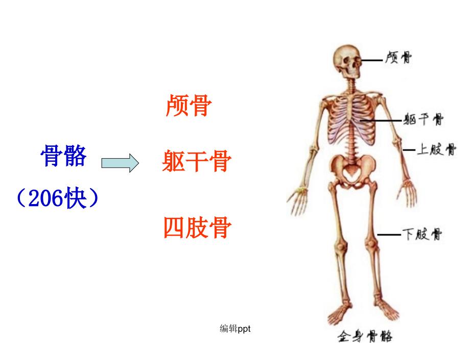 人体八大系统完整版_第3页