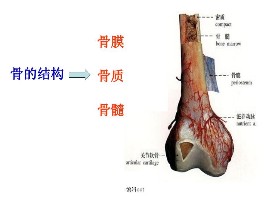 人体八大系统完整版_第4页