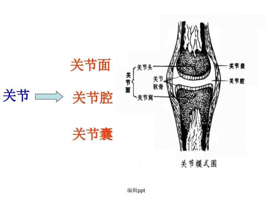 人体八大系统完整版_第5页