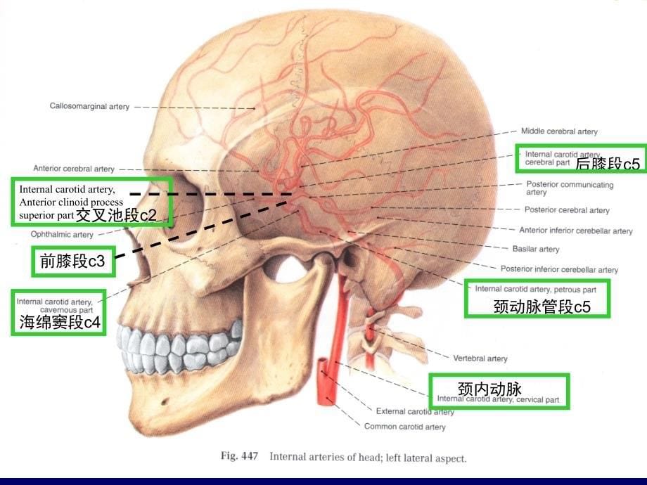 大脑前中后动脉血管分布图.ppt_第5页