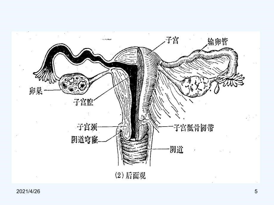 妇科生殖道感染治疗_第5页