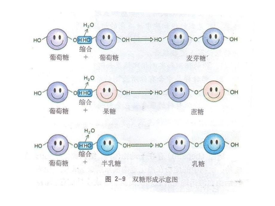 细胞中的糖类和脂质_第5页