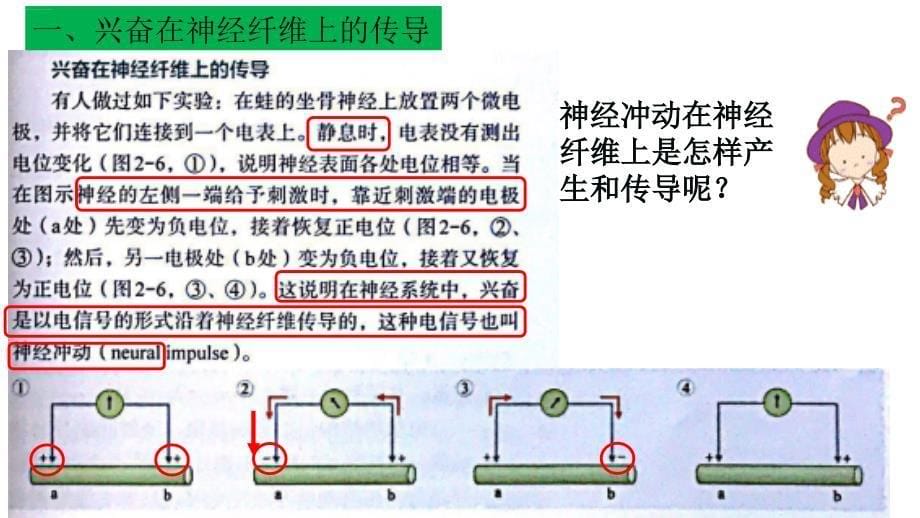 神经冲动的产生和传导【新】新人教版高中生物选择性必修一课件_第5页