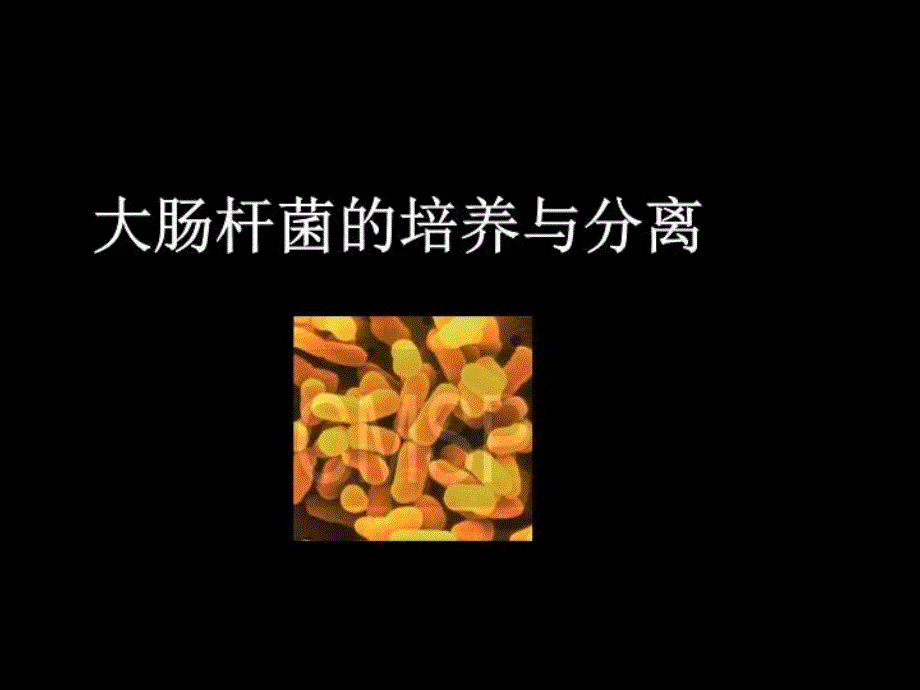 最新实验1大肠杆菌的培养和分离浙科版选修一PPT课件_第4页