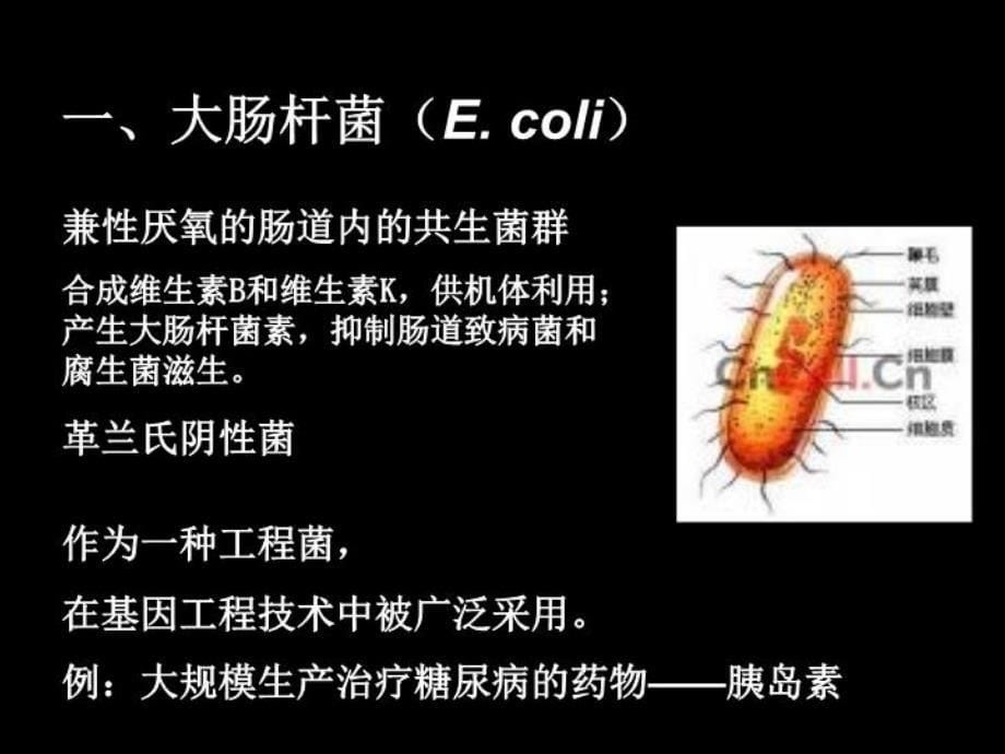 最新实验1大肠杆菌的培养和分离浙科版选修一PPT课件_第5页