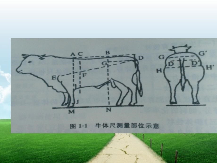 后备肉牛的挑选标准_第5页