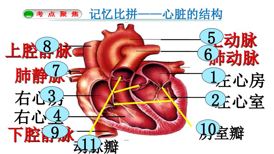 第三节输送血液的泵——心脏 (8)_第3页