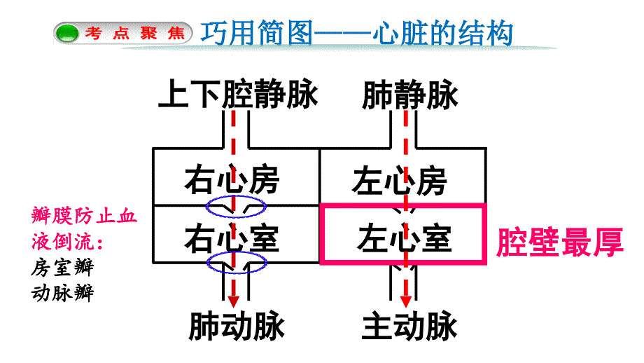 第三节输送血液的泵——心脏 (8)_第4页