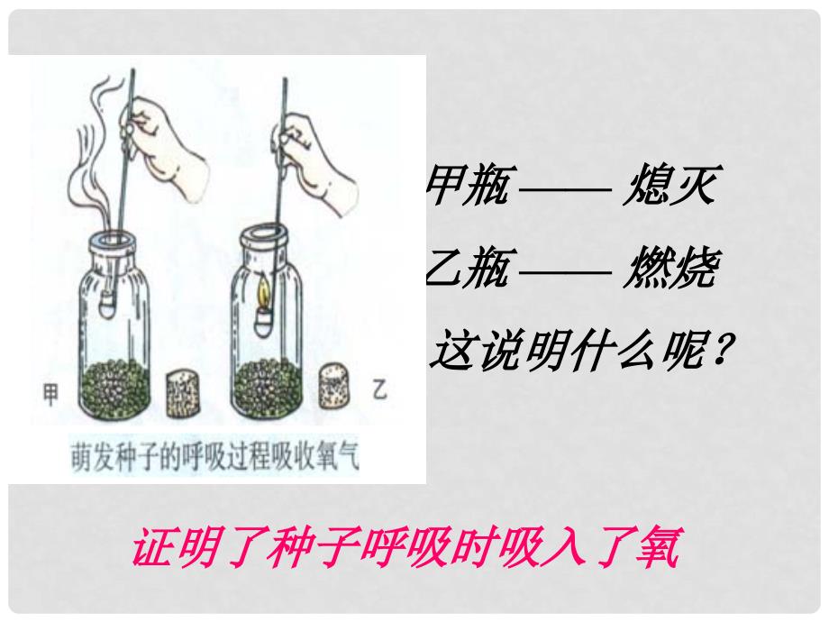 七年级生物上册 第三单元 第五章 第二节 绿色植物的呼吸作用课件3 （新版）新人教版_第3页