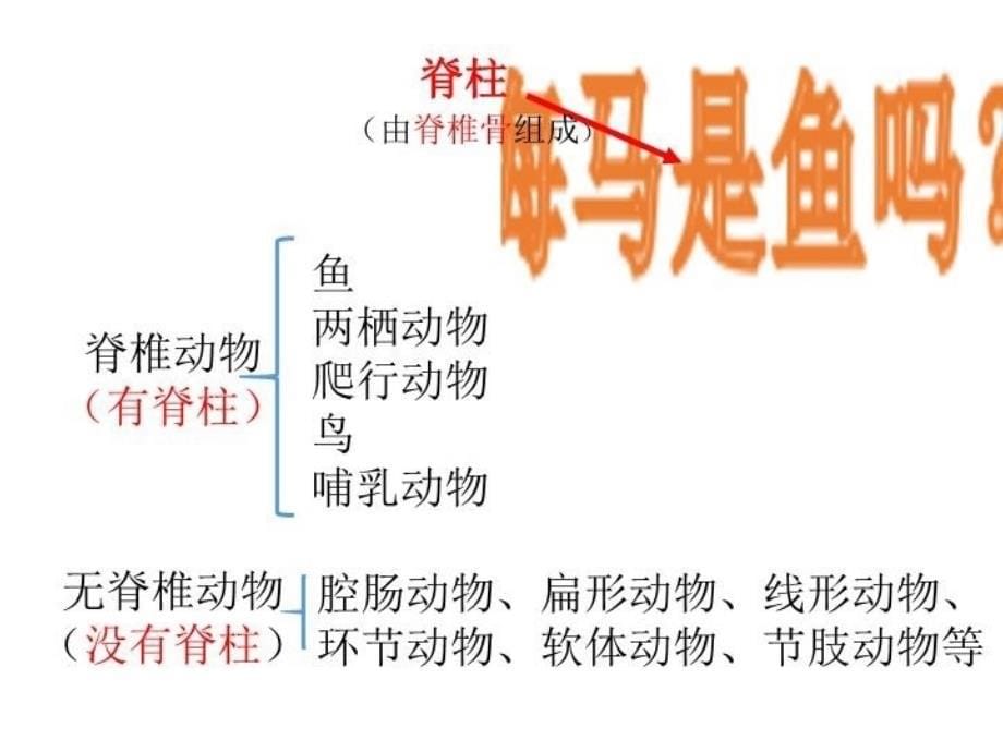 八年级上鱼课件_第5页