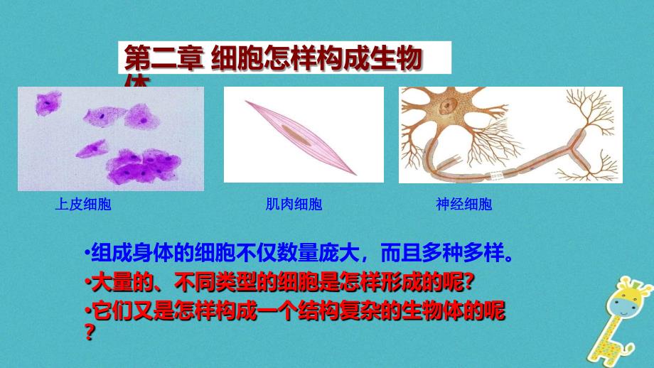 七年级生物上册 第二单元 第二章 第一节 细胞通过分裂产生新细胞 （新版）新人教版_第2页