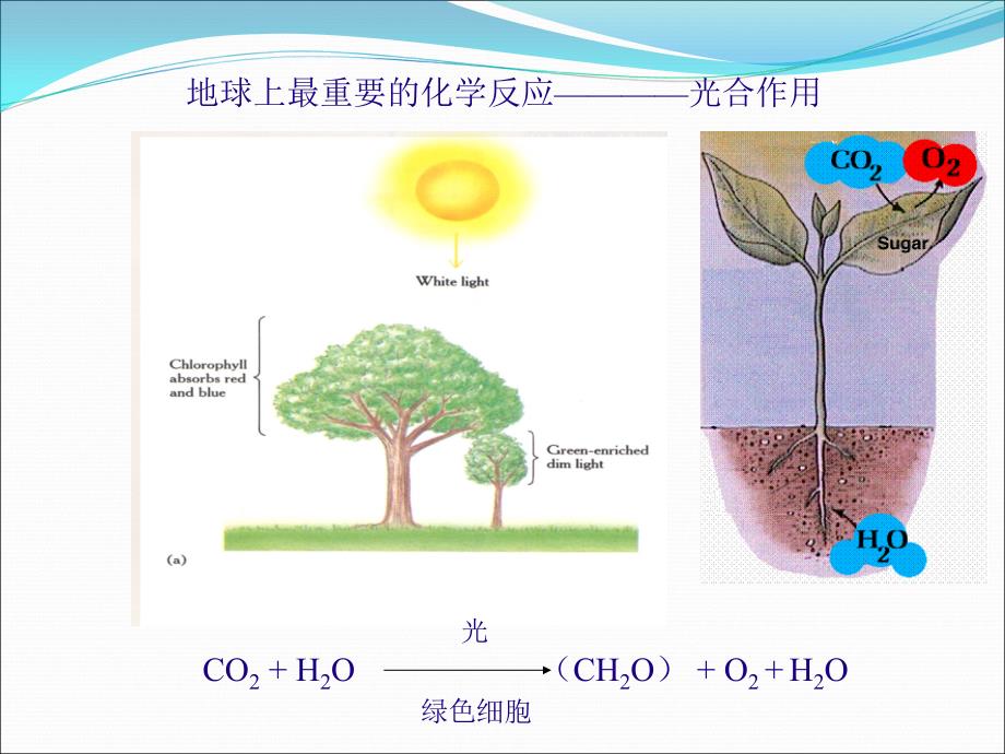 植物生理与分子生物学：光合电子传递_第2页