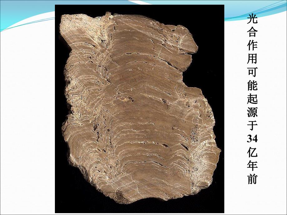 植物生理与分子生物学：光合电子传递_第4页