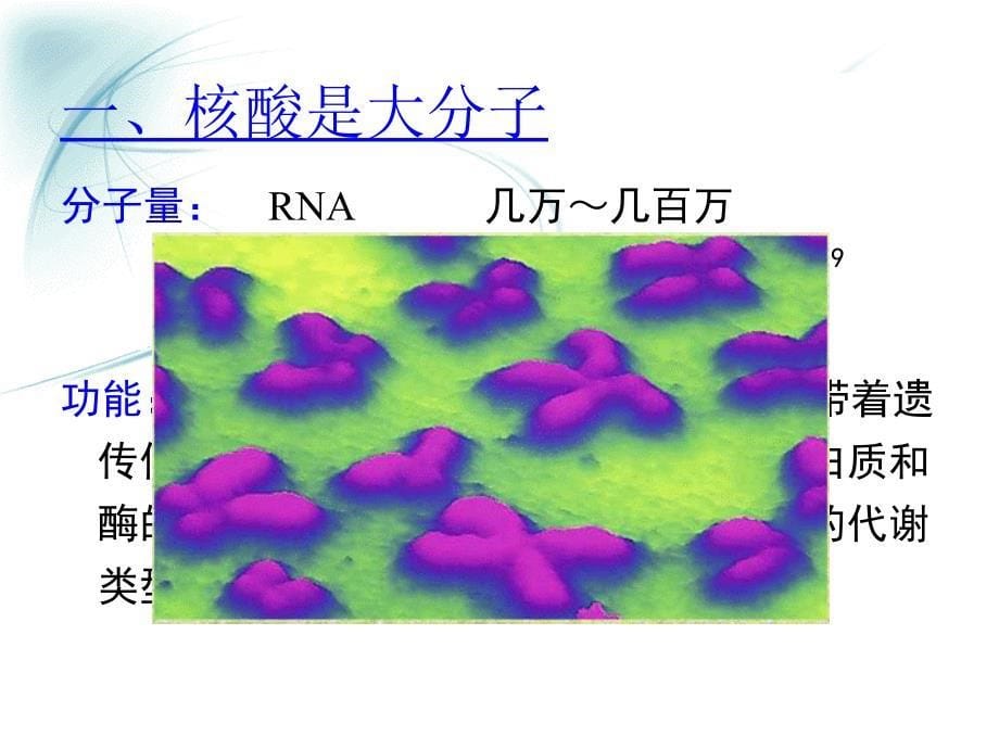 生物化学：第一章 核酸的结构与功能_第5页