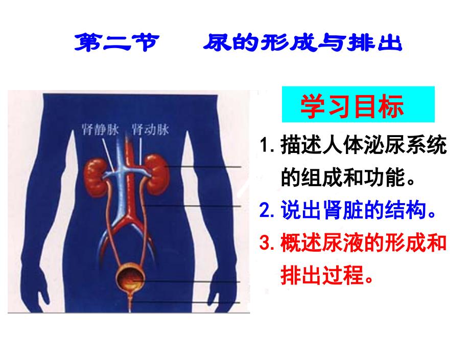 尿的形成与排出课件_第3页