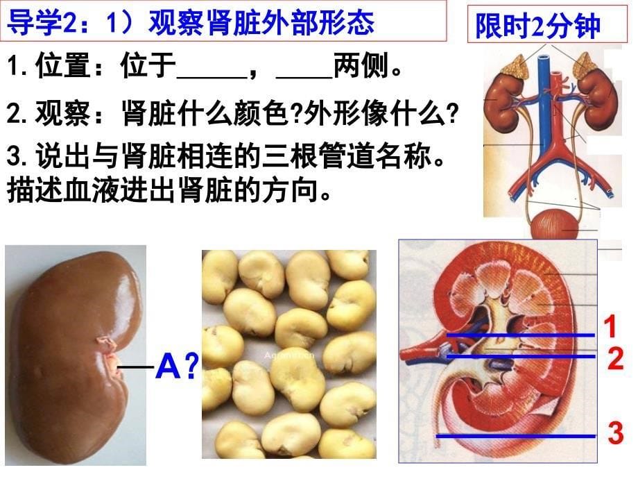 尿的形成与排出课件_第5页