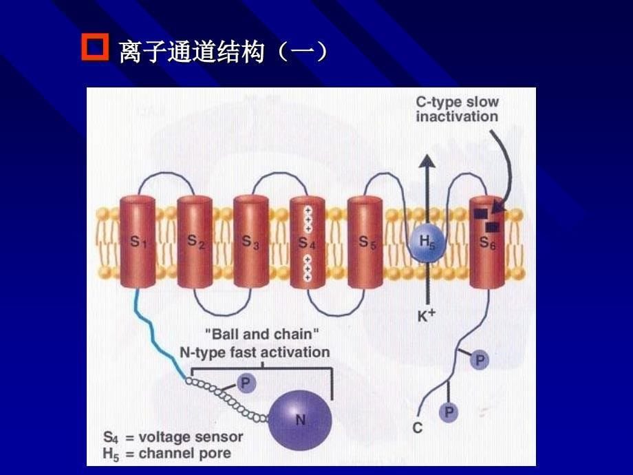 遗传性心律失常_第5页