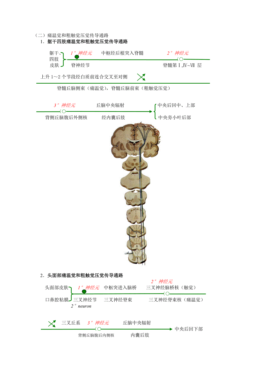 第十九章 神经系统传导通路(精品)_第2页