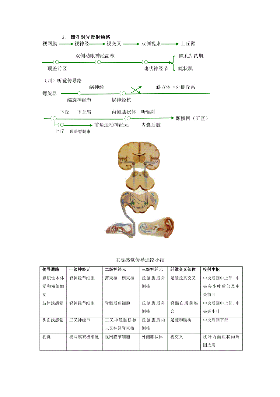 第十九章 神经系统传导通路(精品)_第4页