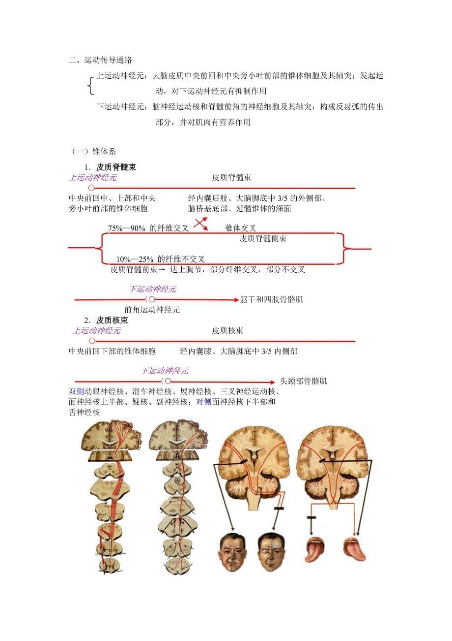 第十九章 神经系统传导通路(精品)_第5页