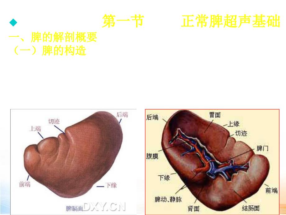 脾脏超声诊断_第3页