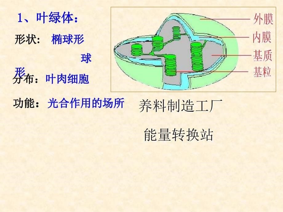 人教版七年级初一上册生物细胞生活需要物质和能量PPT课件_第5页