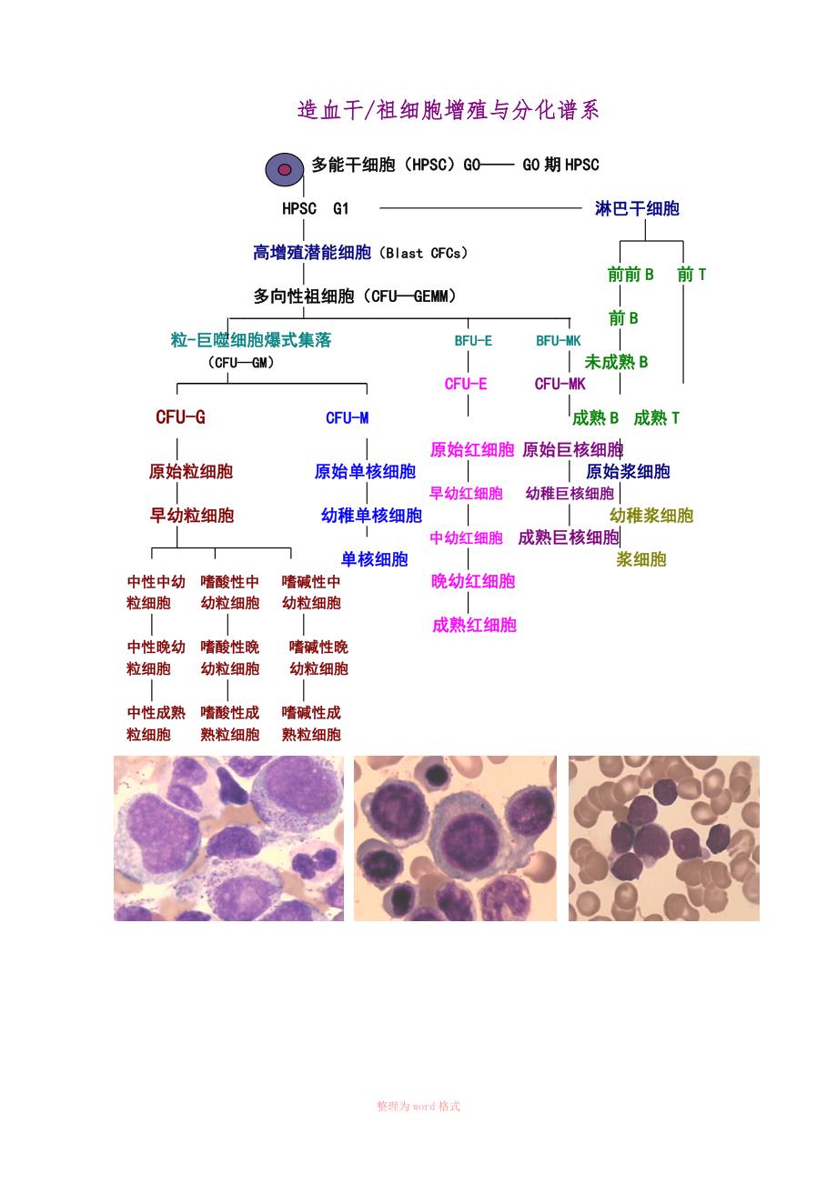 造血干细胞分化图_第1页