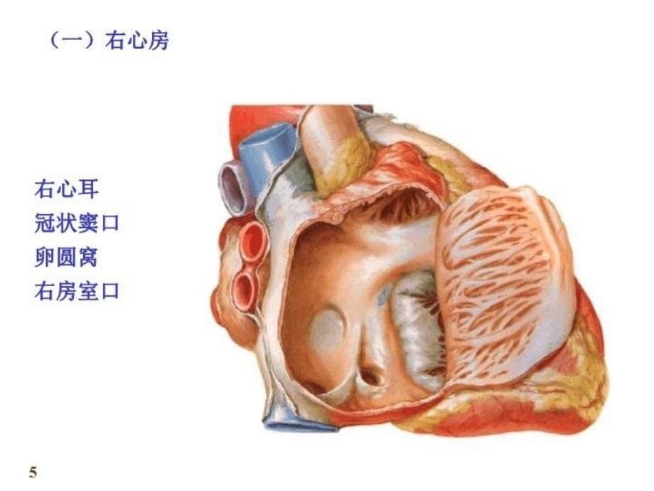 最新心血管系统心脏PPT课件_第5页