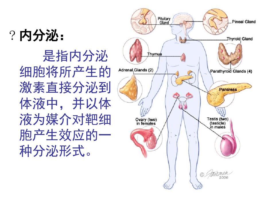 内分泌系统疾病基础ppt课件_第2页