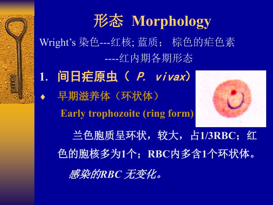 疟原虫MALARIAPARASITE_第3页