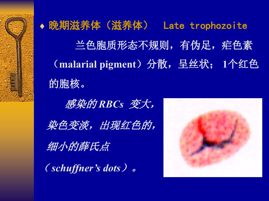 疟原虫MALARIAPARASITE_第4页