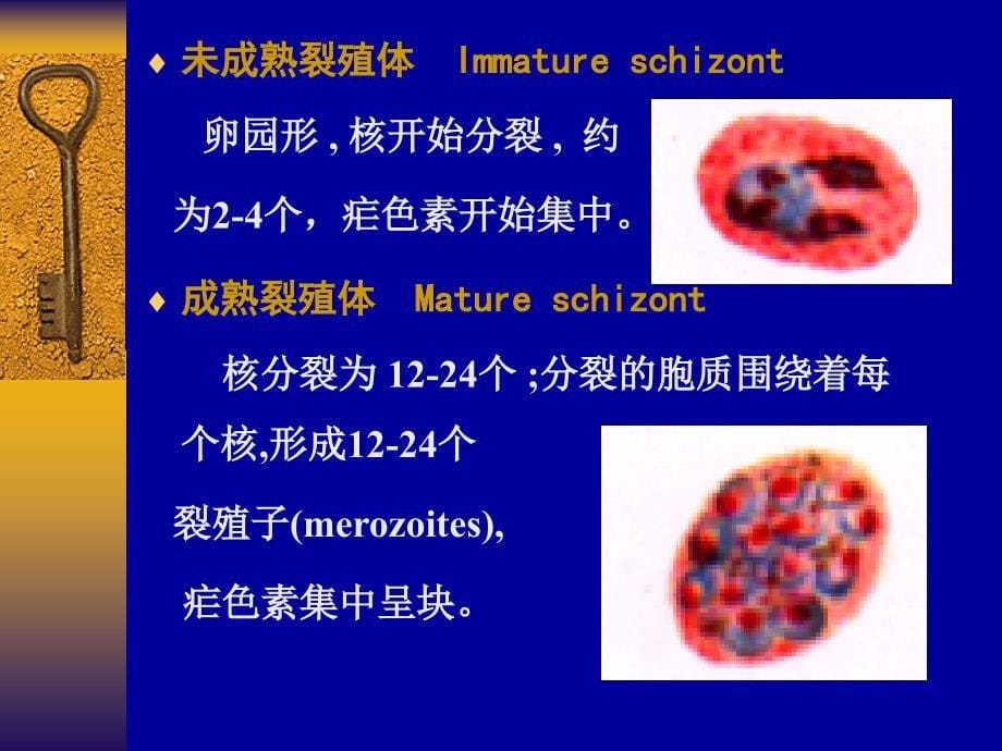 疟原虫MALARIAPARASITE_第5页