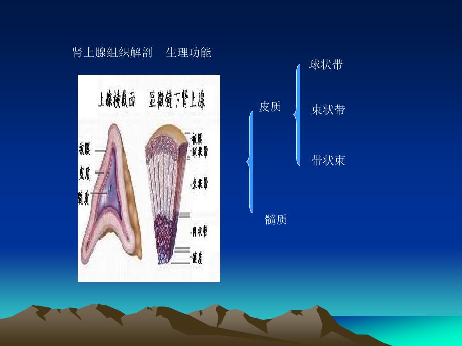 肾上腺常见肿瘤_第4页