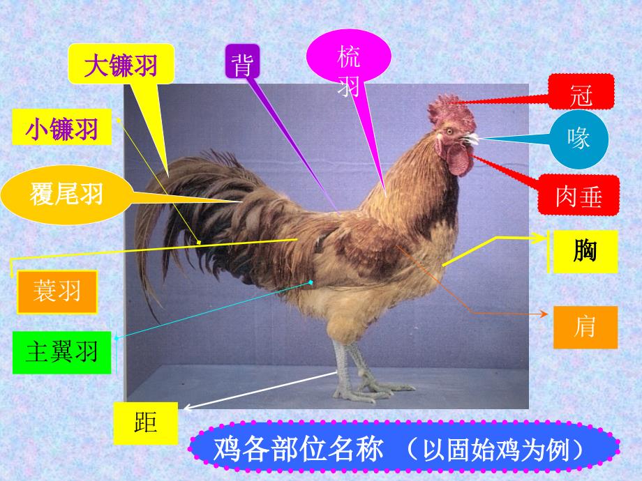 【精品PPT】我国地方鸡主要品种_第2页