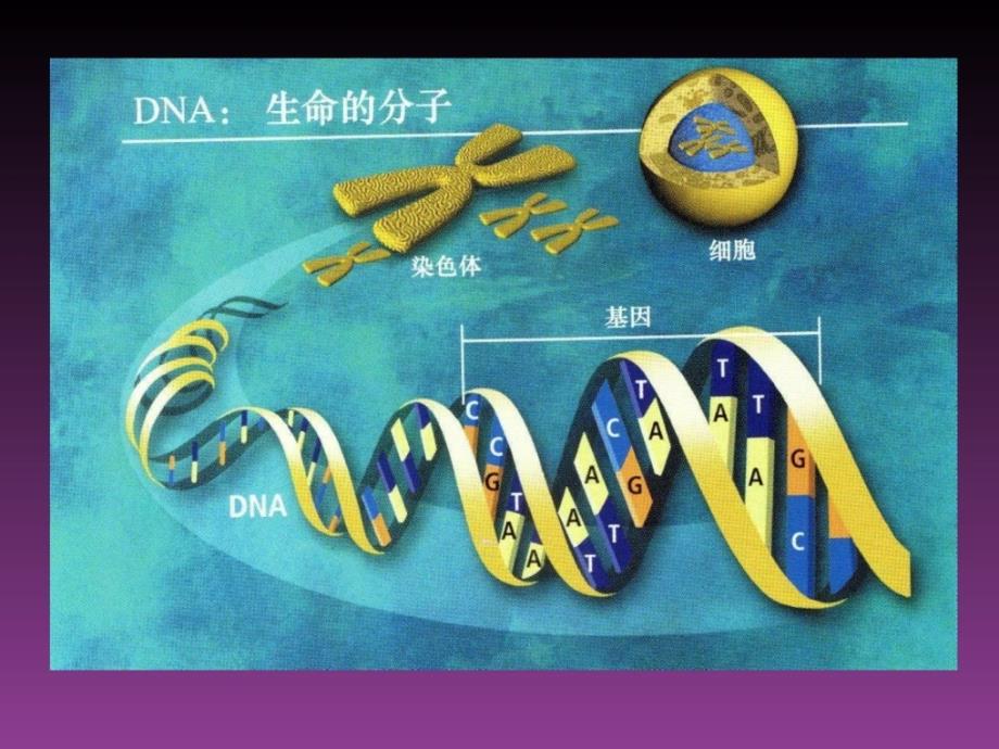 DNA检验技术在法医的应用及亲子鉴定讲解学习_第4页