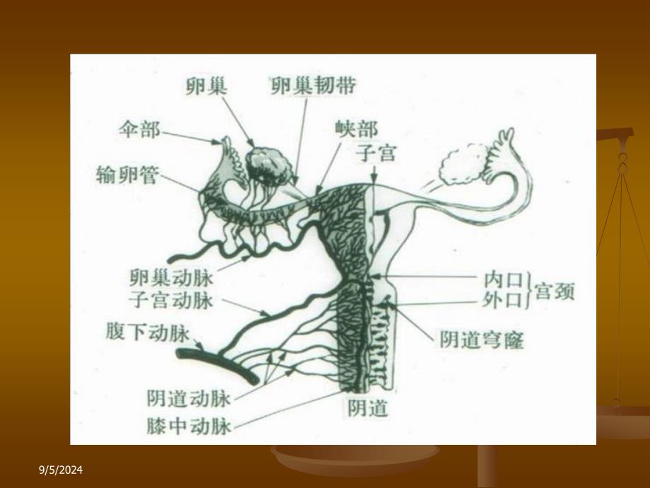 第二节母畜生殖器官_第4页