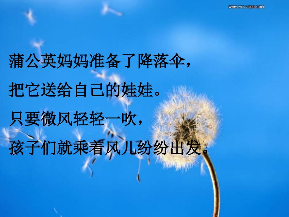 赛教课蒲公英_第1页