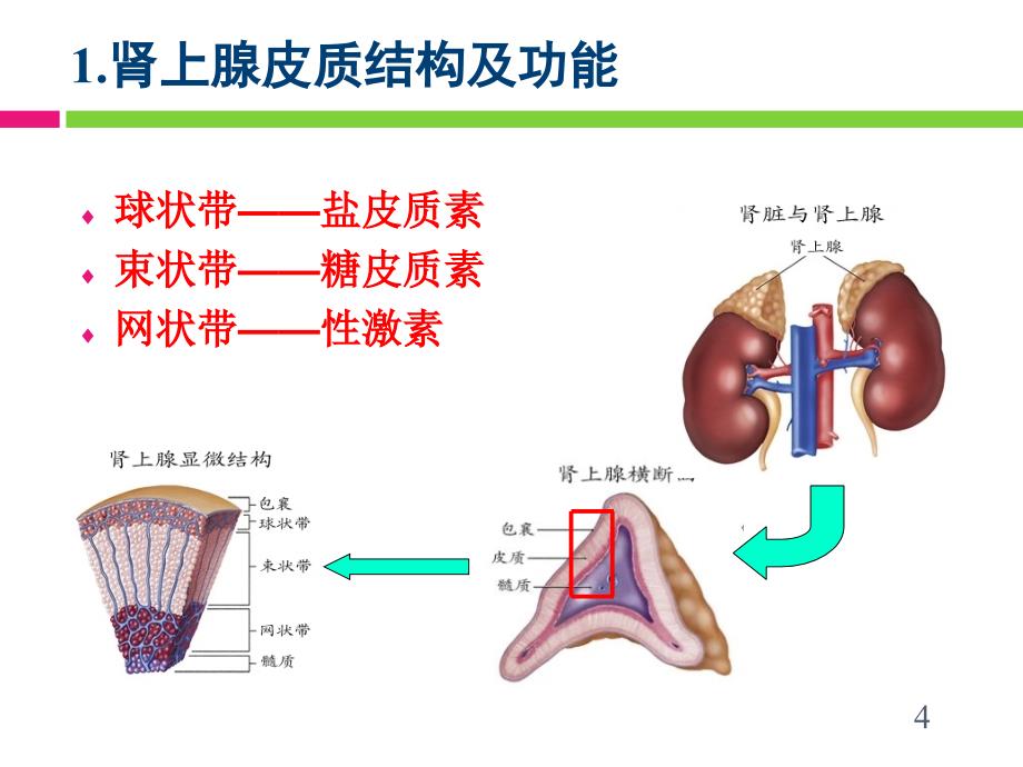 肾上腺皮质激素类药物药学专业_第4页