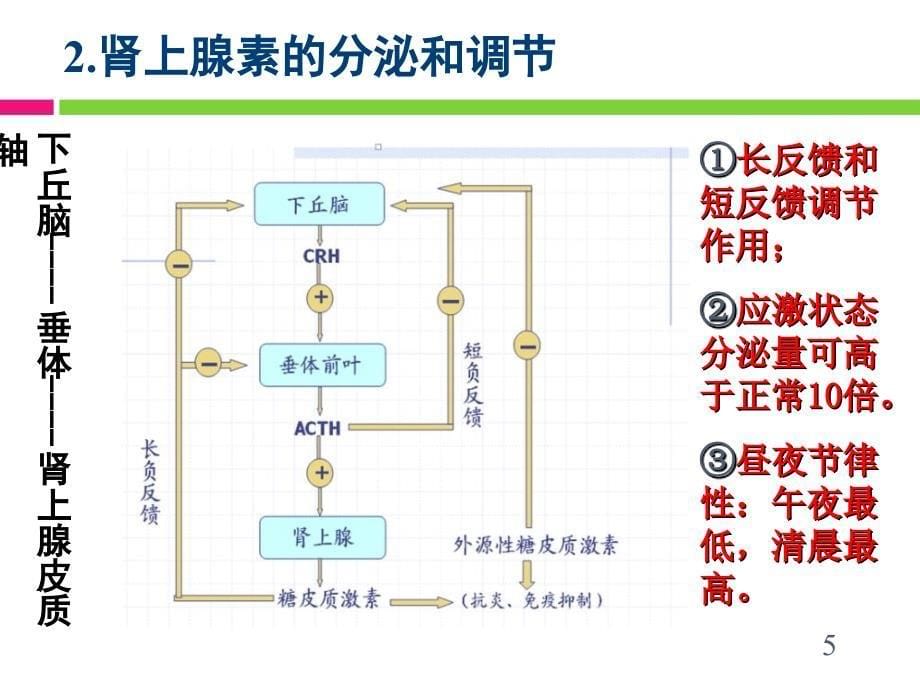 肾上腺皮质激素类药物药学专业_第5页