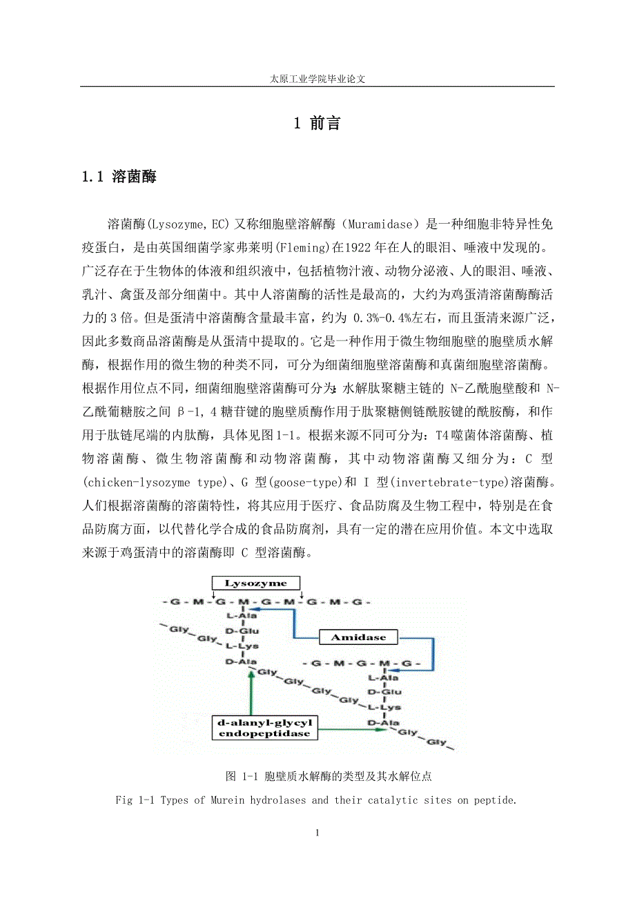 毕业论文-蛋清溶菌酶的研究.doc_第1页