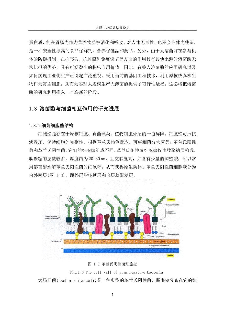 毕业论文-蛋清溶菌酶的研究.doc_第5页