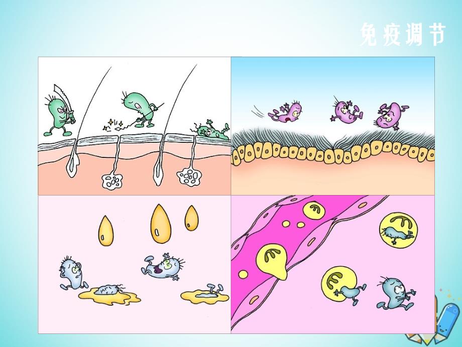 高中生物第二章动物和人体生命活动的调节第4节免疫调节课件3新人教版必修3_第2页