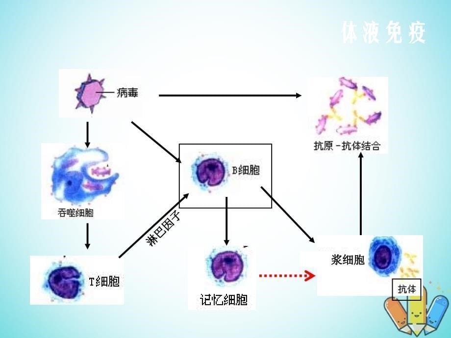 高中生物第二章动物和人体生命活动的调节第4节免疫调节课件3新人教版必修3_第5页